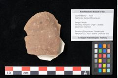 Foto (Objekt + Etikett) von Antholithes stiriacus Kovar-Eder et Z.Kvacek sp.nov. (NHMW-GEO-2024-0188-0427)